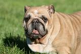 BULLDOG ANGLAIS 134